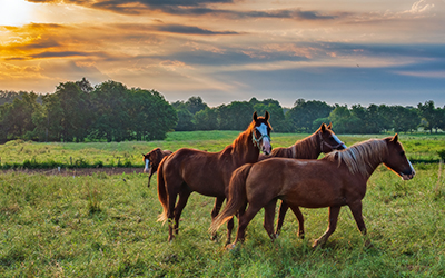 Country, Farm and Equestrian